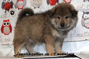 chiot eurasier